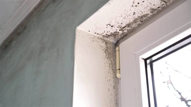 Best Mold Testing  in Old Tappan, NJ