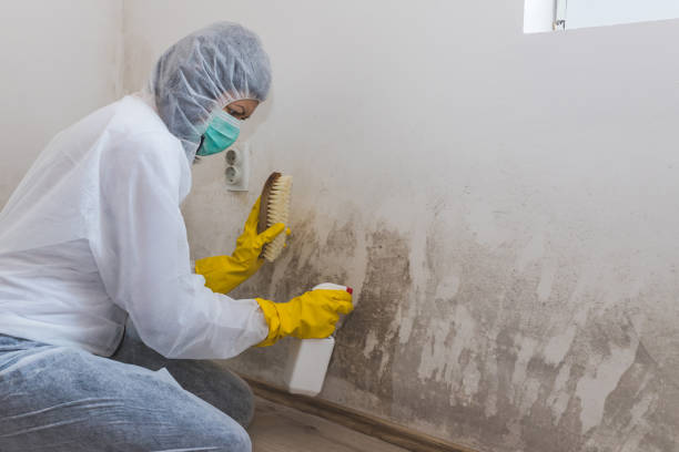 Best Local Mold Removal Service  in Old Tappan, NJ