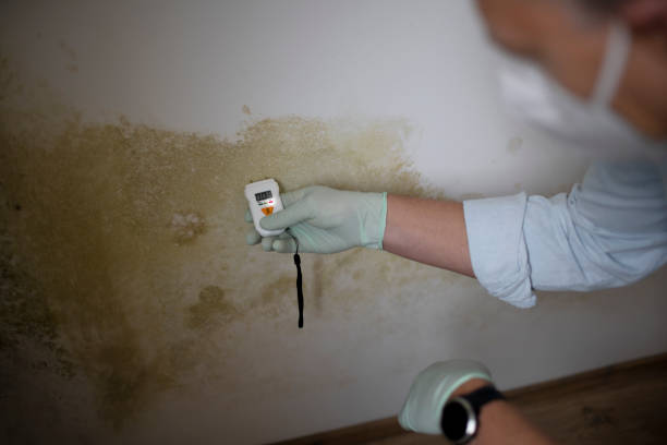 Reliable Old Tappan, NJ Mold Removal Solutions