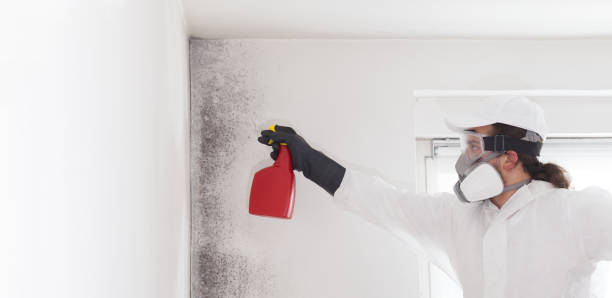 Best Mold Removal Specialists  in Old Tappan, NJ