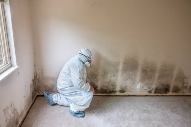 Best Black Mold Removal  in Old Tappan, NJ