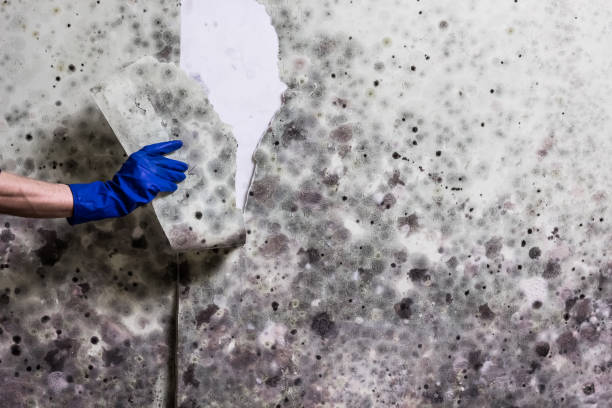 Best Commercial Mold Removal  in Old Tappan, NJ