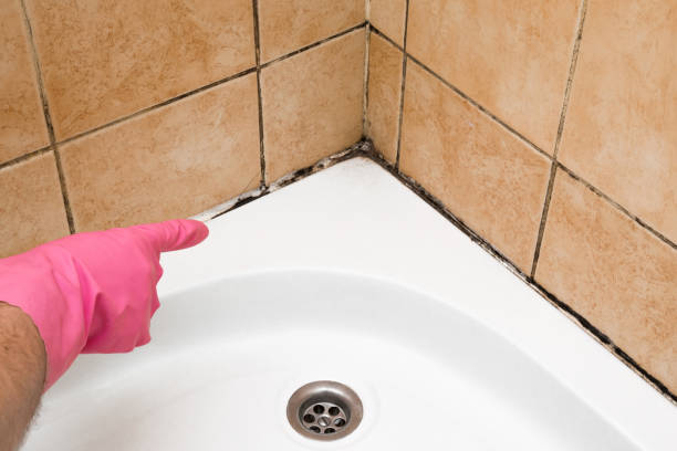 Best Same-Day Mold Removal  in Old Tappan, NJ